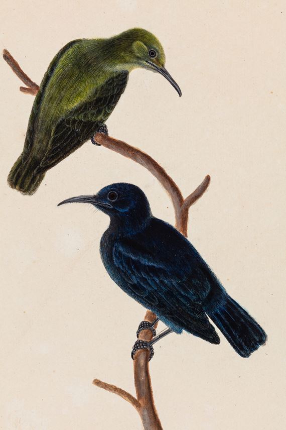 A Study of a Pair of Sunbirds | MasterArt